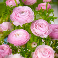 Ranuncoli ROSA (10 Bulbi)