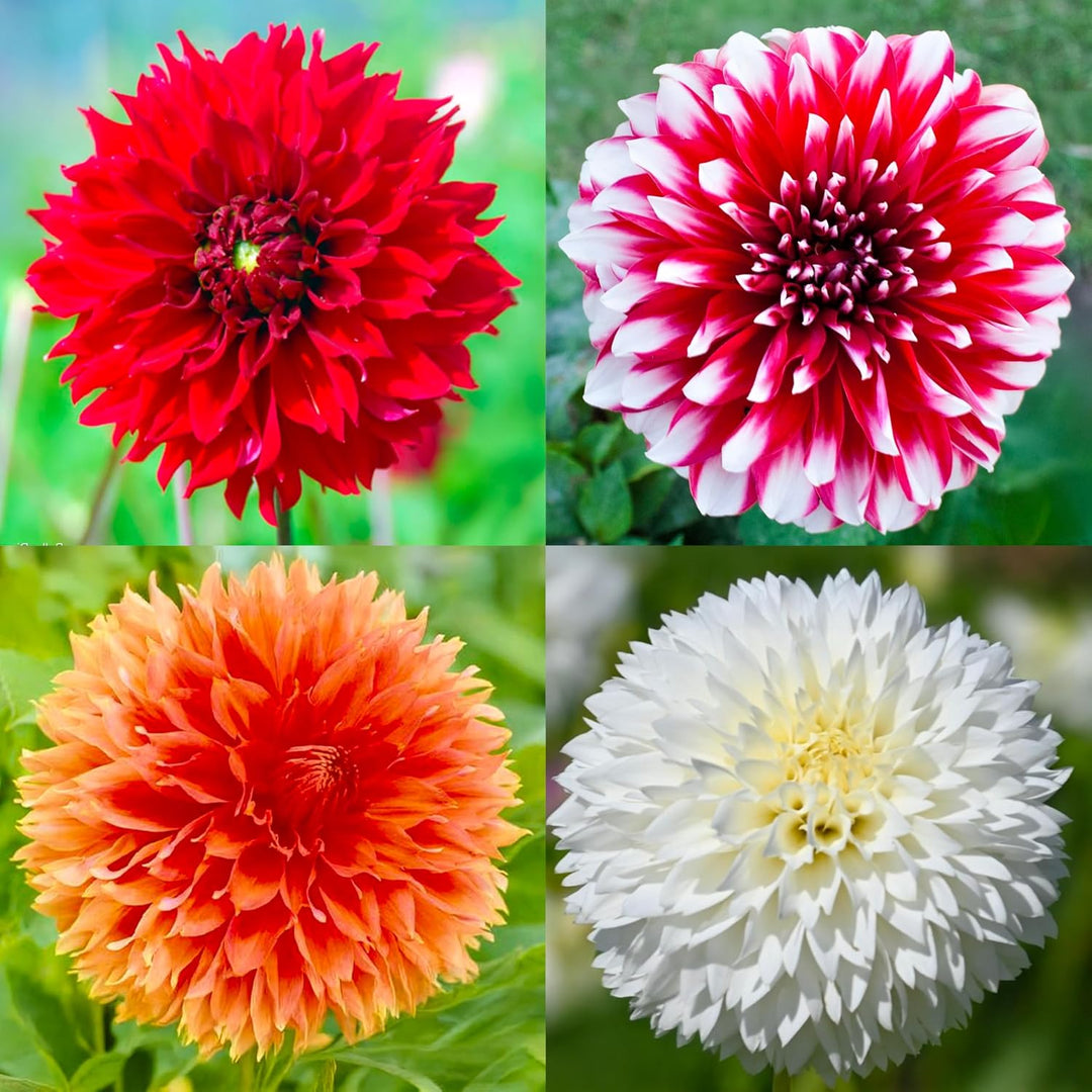 Bouquet Dahlia “Fubuki Red Shades” Bulbs (4)