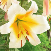 Bulbi di Lilium OT Yellow (1)