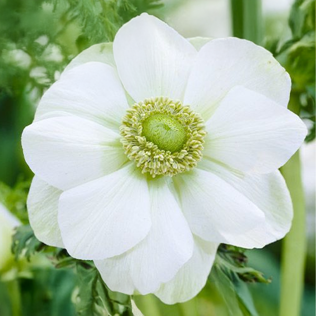 ANEMONE THE BRIDE (10 Bulbi)