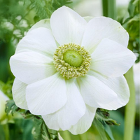 ANEMONE THE BRIDE (10 Bulbi)