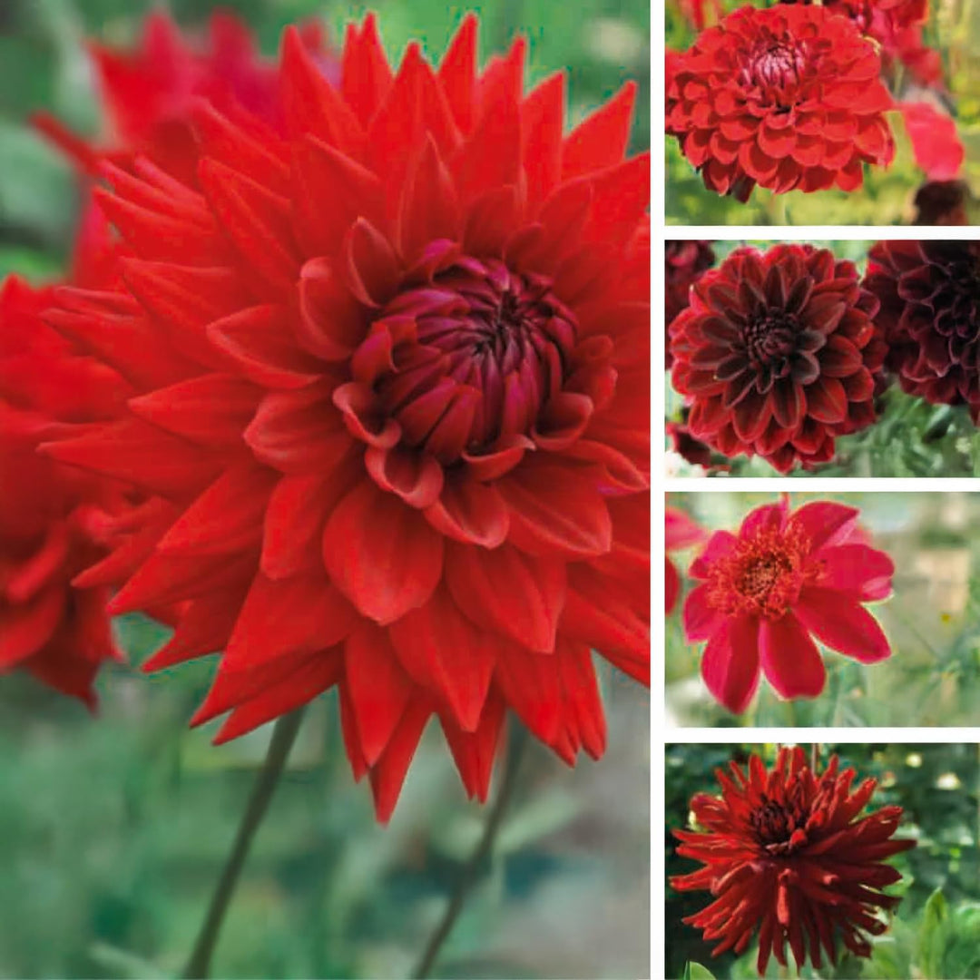 Dahlia “Shades of Red” Bulbs (5) – 100 Days to Bloom