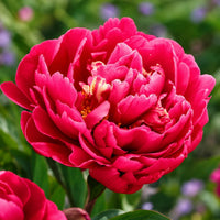 PAEONIA Lactiflora KARL ROSENFIELD (2 Radici)