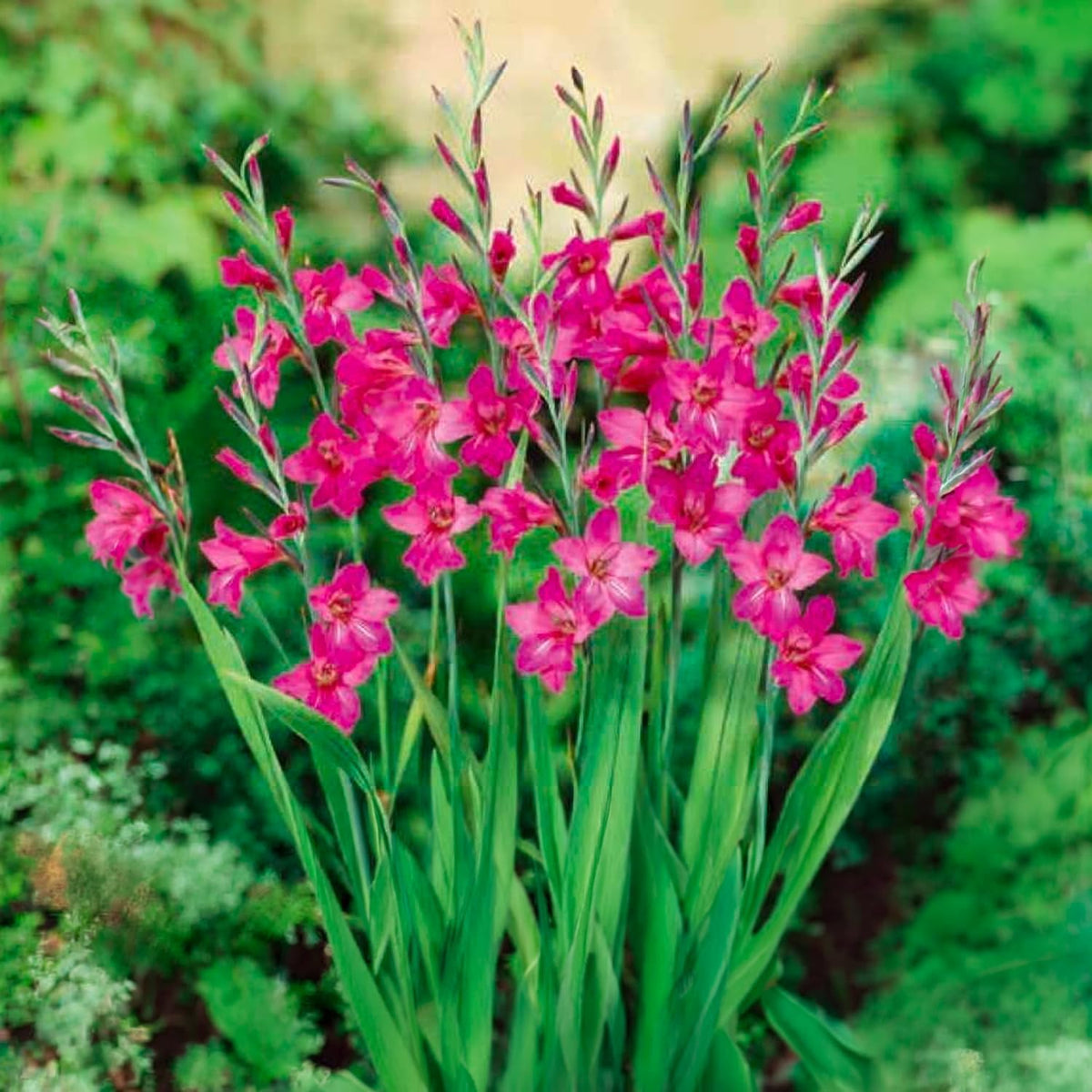 Gladiolus Byzantinus bulbs blooming with vibrant magenta flowers in a garden setting, perfect for outdoor elegance.