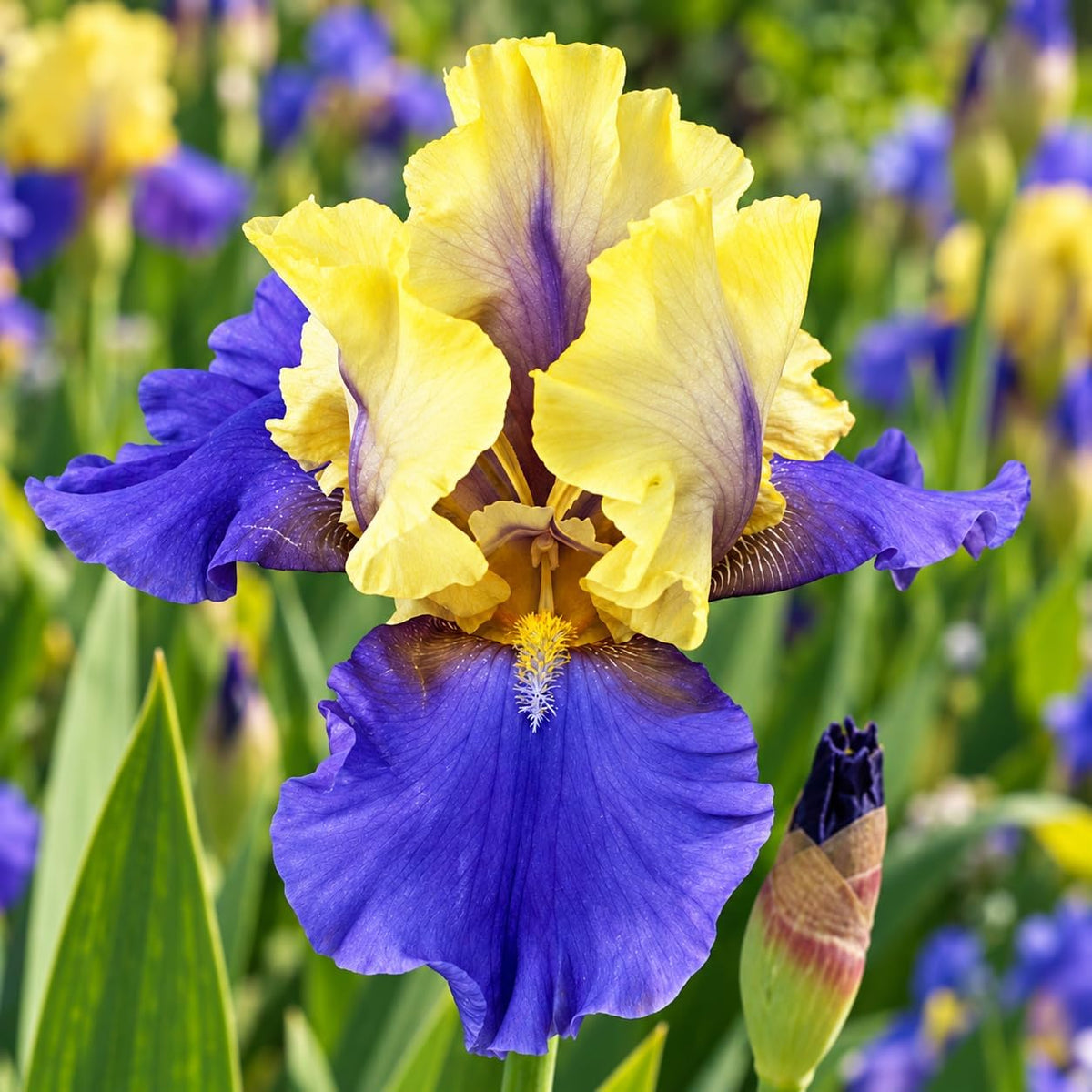 Iris germanica Edith Wolford rizomi con petali giallo canarino e blu-viola, ideale per giardini esterni.