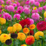 Load image into Gallery viewer, Pompon Dahlia Mix Bulbs (5)