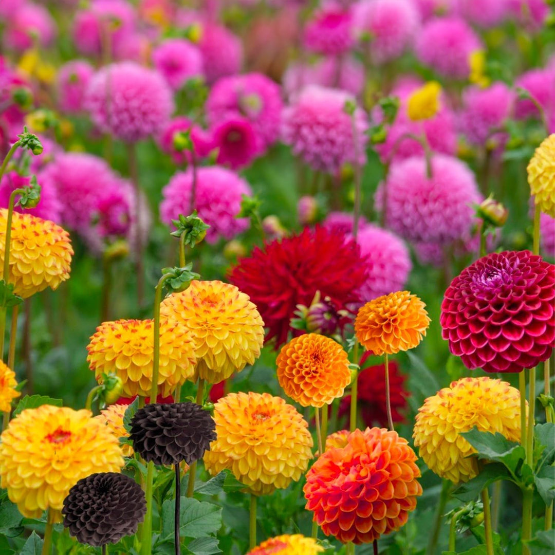 Pompon Dahlia Mix Bulbs (5)
