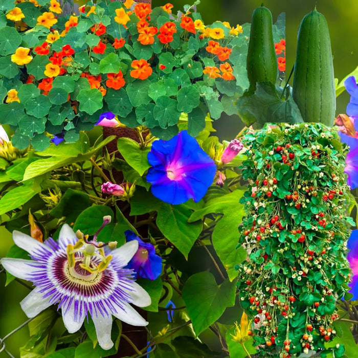CLIMBING PLANTS SEED KIT | 5 Seed Packets | Climbing Nasturtium Mix | Climbing Strawberry | Passion Flower (Passiflora) | Luffa | Morning Glory “Blue Morning”