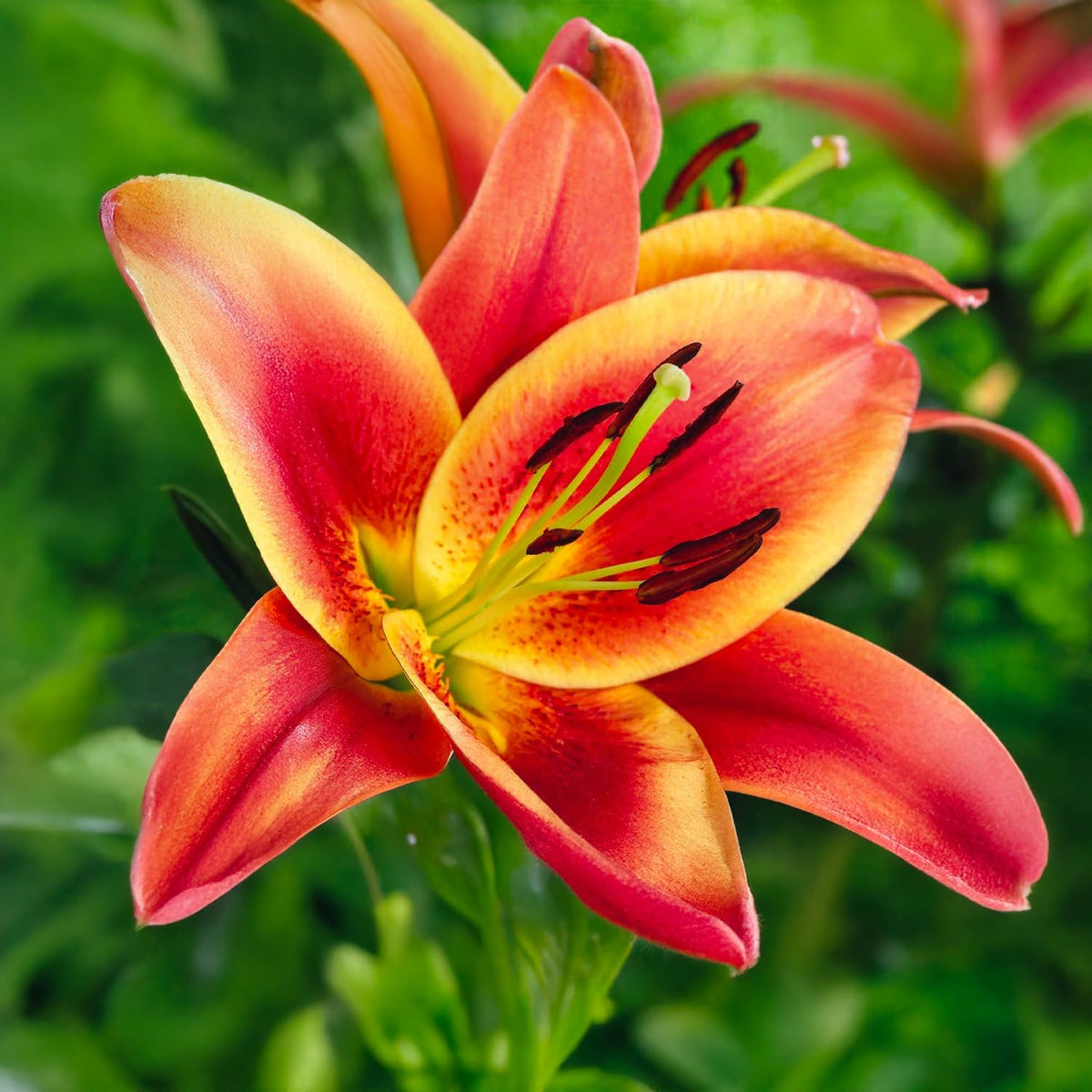 Bulbi di Lilium OT MONTEGO BAY (3)