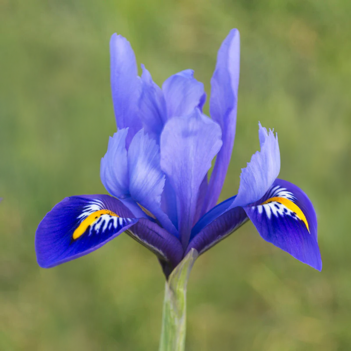 Iris hollandica HARMONY (15 Bulbi)