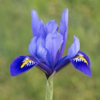 Iris hollandica HARMONY (15 Bulbi)