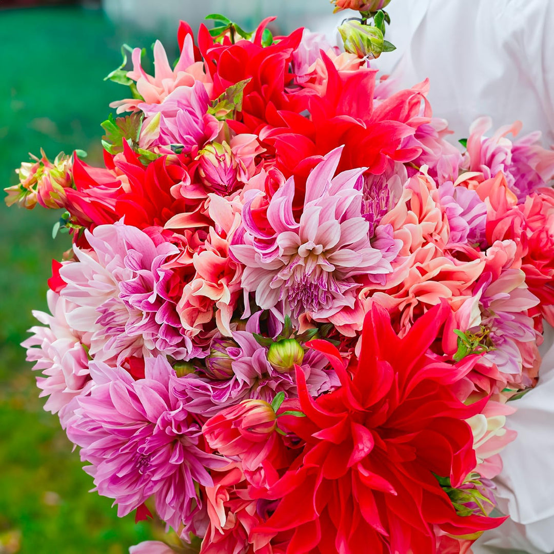 Labyrinth Bouquet Collection Dahlia Bulbs (3) – up to 100 cm