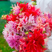 Labyrinth Bouquet Collection Dahlia Bulbs (3) – up to 100 cm