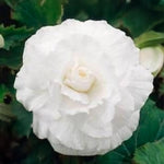 Load image into Gallery viewer, White Double Begonia Bulbs (3)