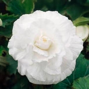 White Double Begonia Bulbs (3)
