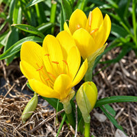 Sternbergia lutea (6 Bulbi)