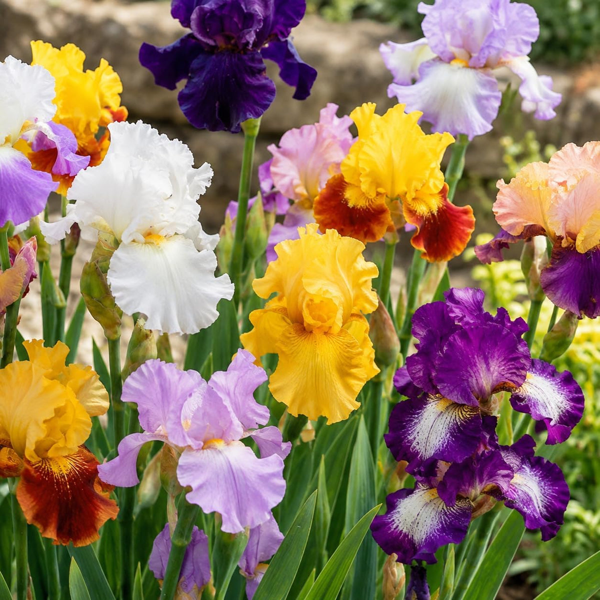 iris germanica rizomi mix in diverse sfumature di blu, viola, giallo e bianco, perfetti per giardini esterni.