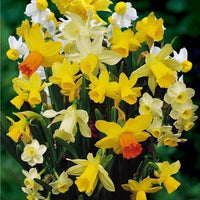 Narcisi botanici bulbi olandesi in miscuglio, eleganti fiori gialli e bianchi per giardini all'aperto.