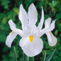 Iris hollandica BIANCHI (10 Bulbi)