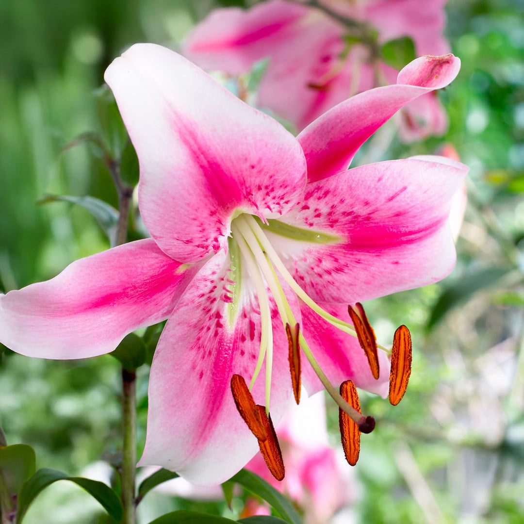 Bulbi di Lilium OT ANASTASIA (1)