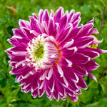 Load image into Gallery viewer, Decorative Dahlia “Vancouver” Bulbs (2)