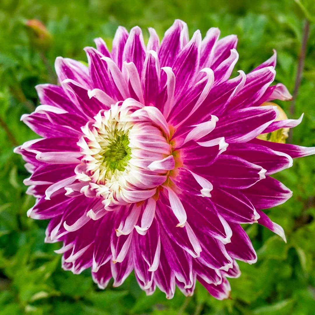 Decorative Dahlia “Vancouver” Bulbs (2)