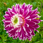 Decorative Dahlia “Vancouver” Bulbs (2)