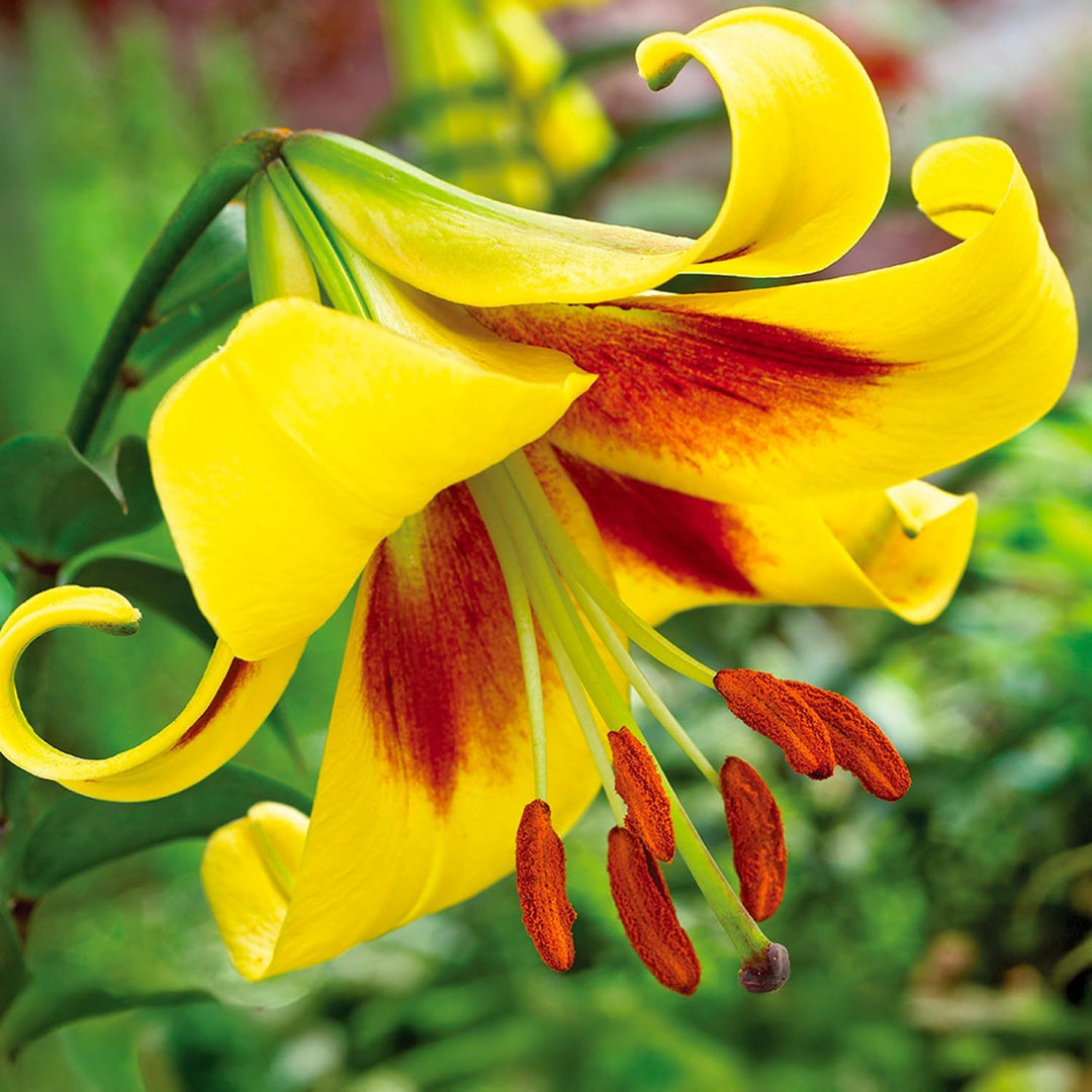 Bulbi di Lilium ROBERT SWANSON (1)