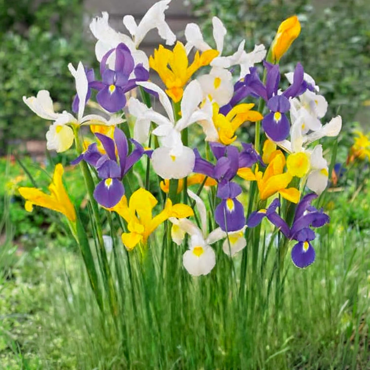 Iris hollandica mix of bulbs in vibrant colors of purple, yellow, and white, perfect for outdoor gardens and borders.
