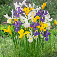 Iris hollandica mix of bulbs in vibrant colors of purple, yellow, and white, perfect for outdoor gardens and borders.