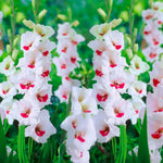 Load image into Gallery viewer, Gladiolus ‘Candy Bar’ Bulbs (7)