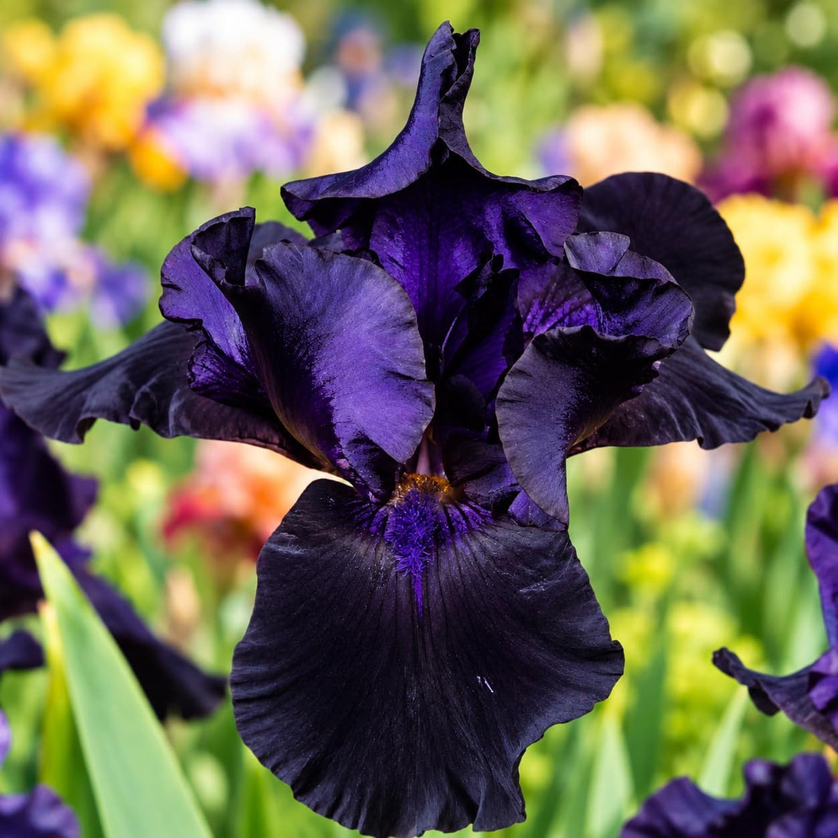 Fioritura dell'Iris germanica Night Owl con petali viola-neri in giardino, simbolo di eleganza e profondità per spazi esterni.