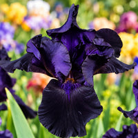Fioritura dell'Iris germanica Night Owl con petali viola-neri in giardino, simbolo di eleganza e profondità per spazi esterni.