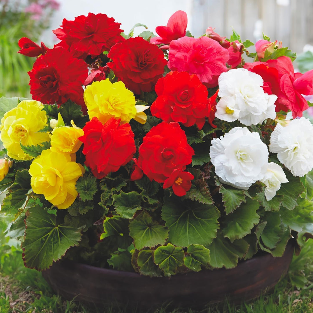 BEGONIA Double Mix bulbs (5)