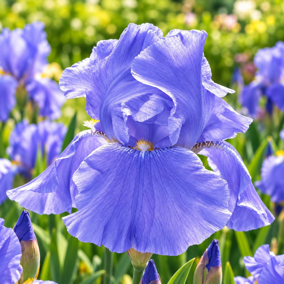 iris germanica blue sapphire rizomi fiore blu vellutato con steli robusti in giardino