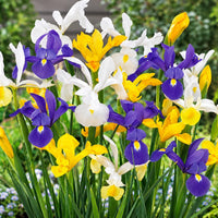 Iris hollandica bulb mix in vibrant colors: cobalt blue, yellow, white, and purple blooms perfect for outdoor gardens.