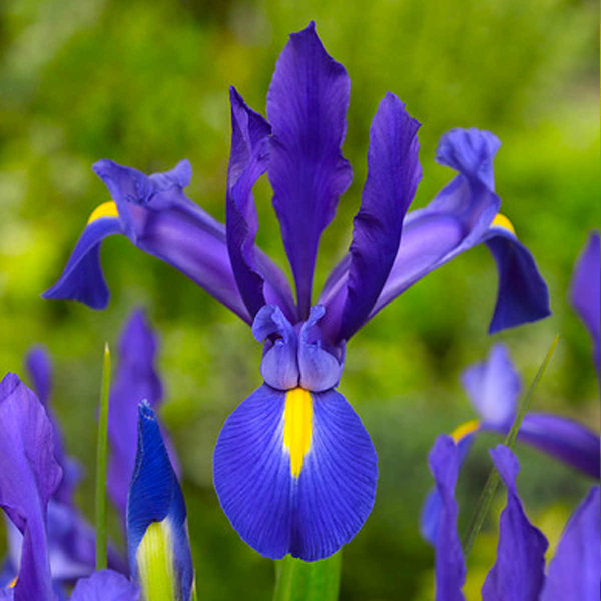 Iris hollandica BLU (10 Bulbi)