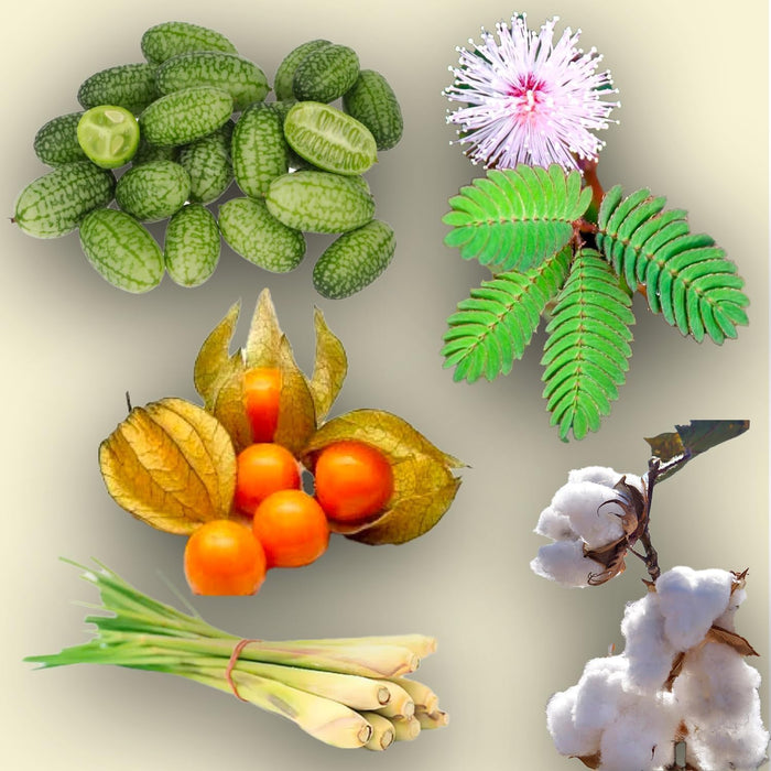 “CURIOUS PLANTS” SEED KIT | 5 Seed Packets | Chinese Lantern (Alchechengi) | Lemongrass | Cotton | Cucamelon | Mimosa pudica