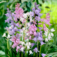 Hyacinthoides hispanica IN MISCUGLIO (15 Bulbi)
