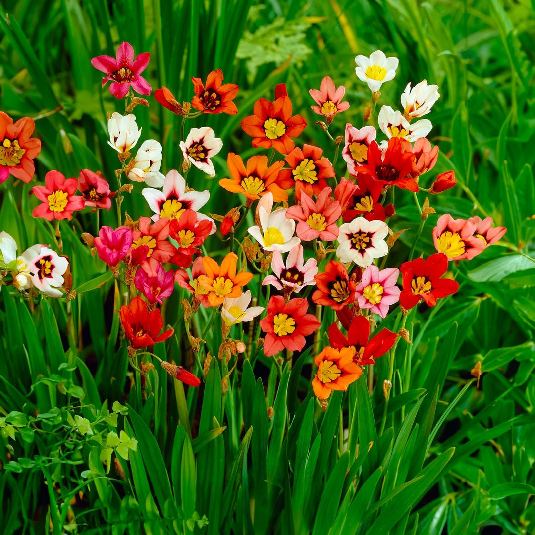 Sparaxis Mix Bulbs (20)