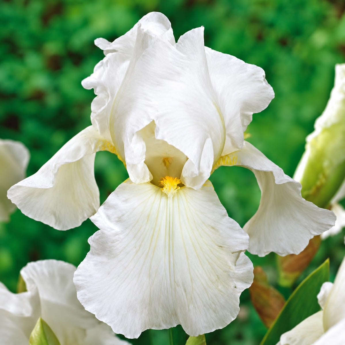 Iris germanica Skating Party rhizomes featuring elegant white flowers with yellow beard, perfect for outdoor gardens.