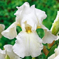 Iris germanica Skating Party rhizomes featuring elegant white flowers with yellow beard, perfect for outdoor gardens.