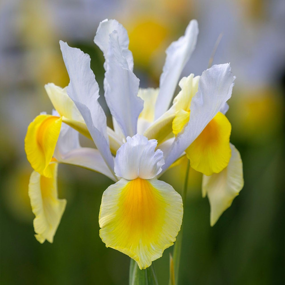 Iris hollandica GIALLO-BIANCO (10 Bulbi)