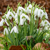 Galanthus nivalis (BUCANEVE) - 10 Bulbi