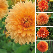 Dahlia “Shades of Orange” Bulbs (5) – 100 Days to Bloom