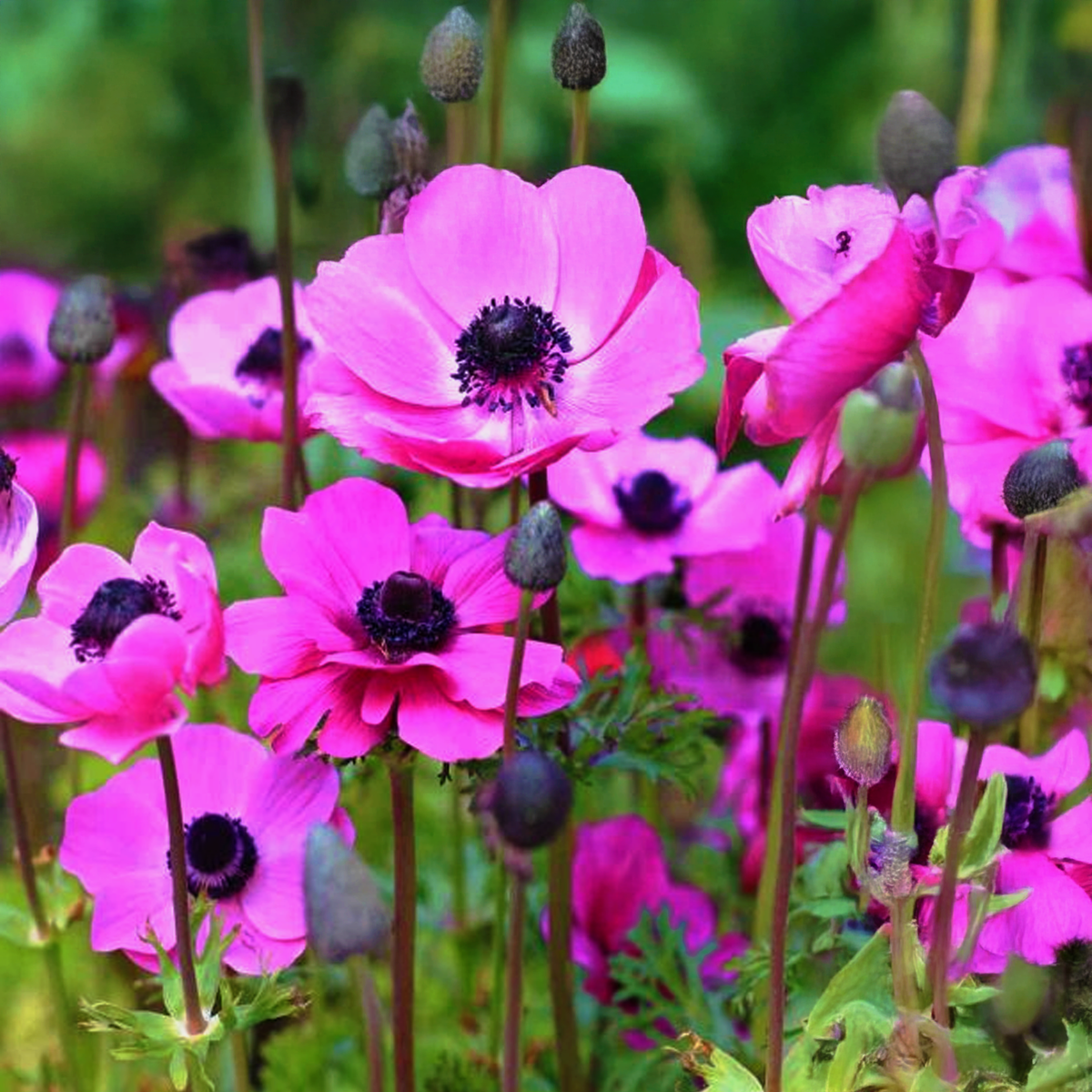 ANEMONE SYLPHIDE (10 Bulbi)