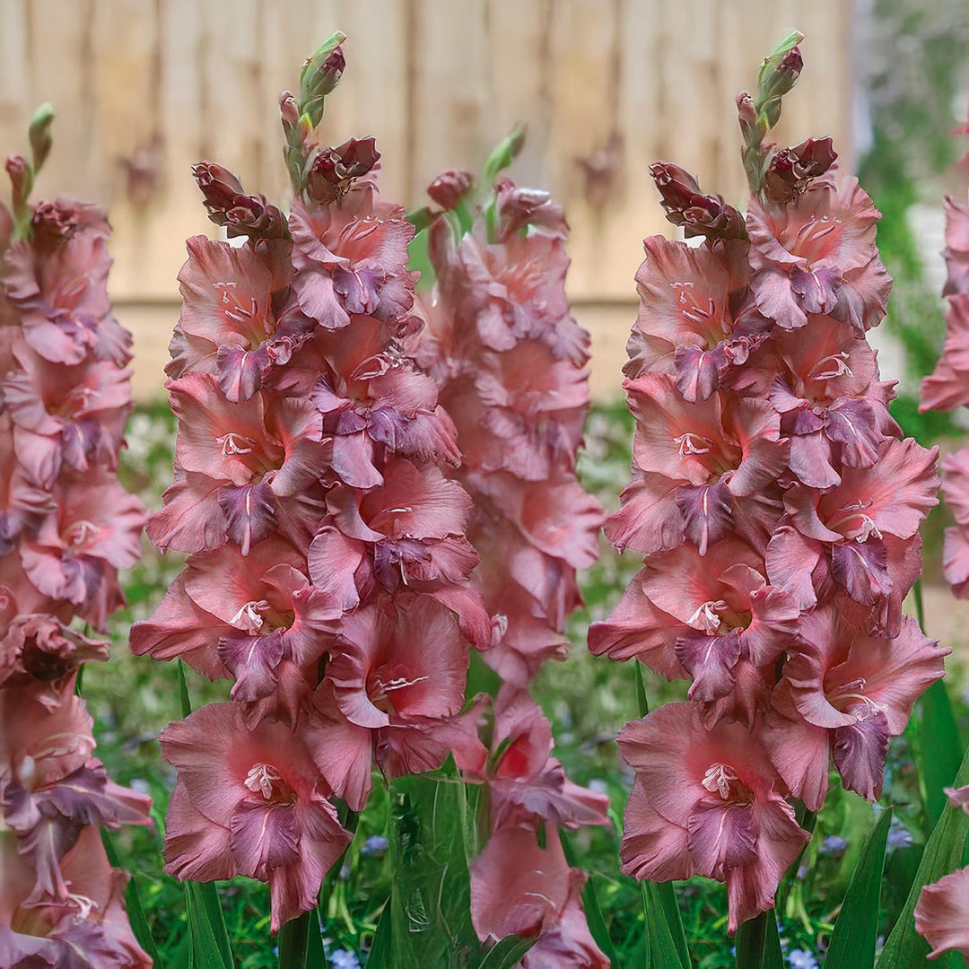 Gladiolus ‘Jakoetsk’ Bulbs (7)