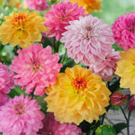 Load image into Gallery viewer, Decorative Dahlia “Soft Tones” Bulbs (3)