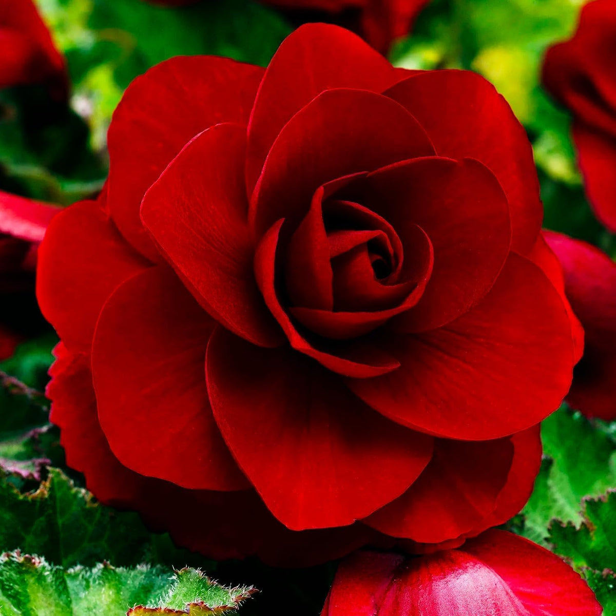 Dark Red Double Begonia Bulbs (3)