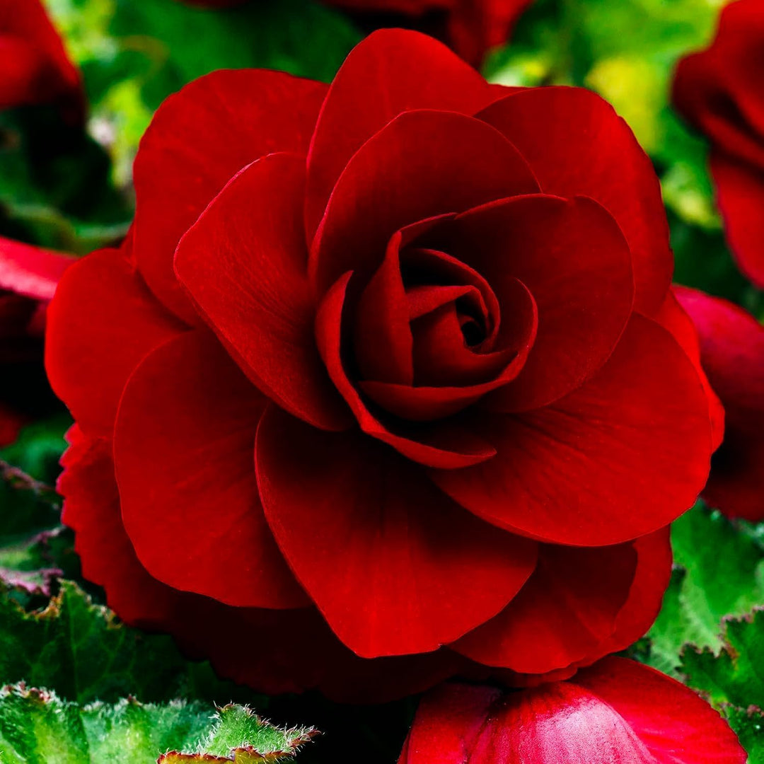 Dark Red Double Begonia Bulbs (3)